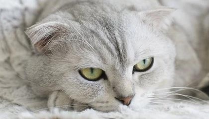 九游游戏中心-哈兰德连续17场破门，英超十冠王难敌青春锋线，哈兰德的转会费