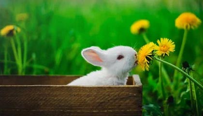 九游游戏中心-哈兰德连续17场破门，英超十冠王难敌青春锋线，哈兰德的转会费