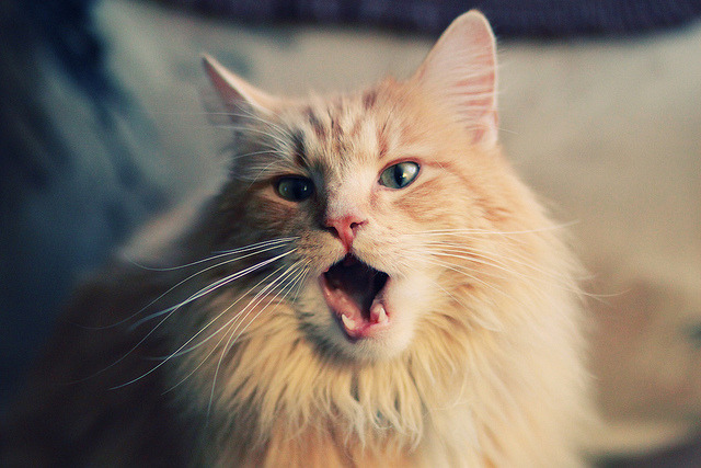 中超中国女足晋级 球迷鼓舞士气回升,中国女足中超联赛