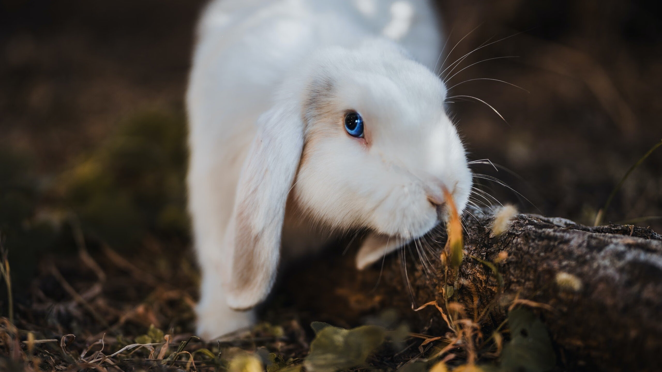 九游网页版官网-中超迎战亚冠联赛 惨败结局令人意外，中超亚冠现状如何