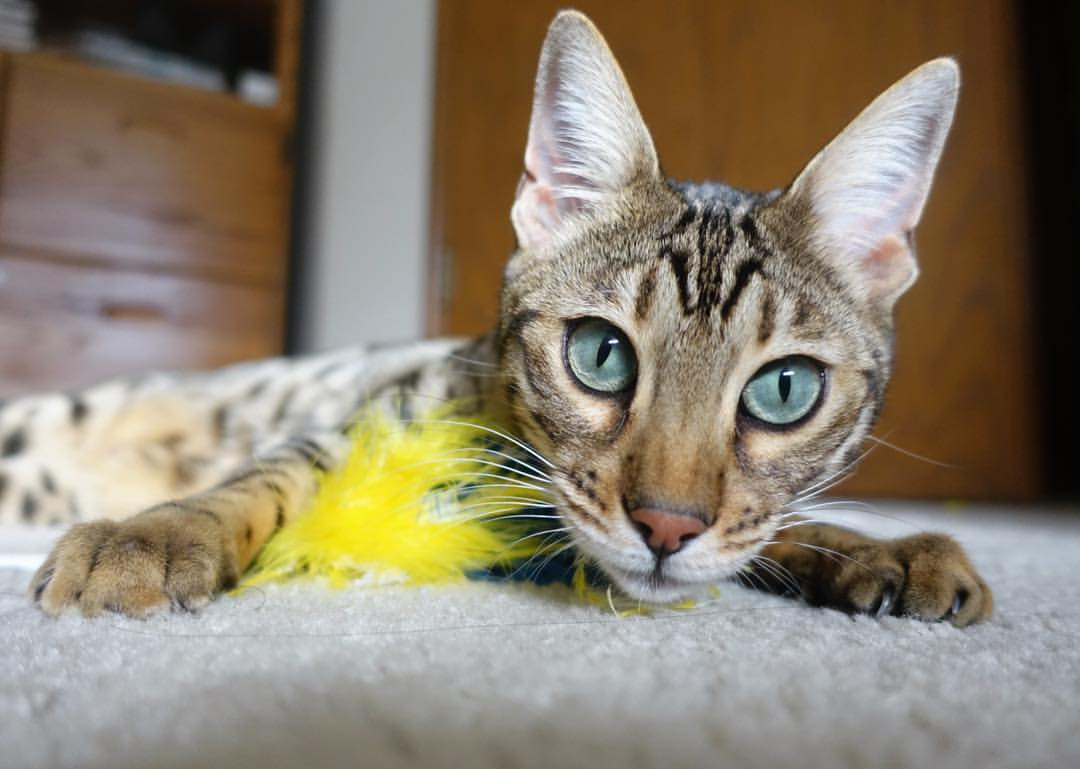 九游网页版官网入口-加拿大队在国际乒联混合团体世界杯中的未来潜力与发展空间，加拿大乒乓球混双名单