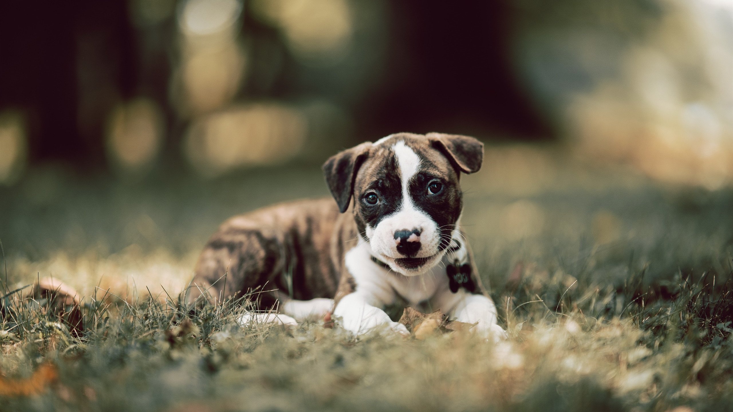 九游登录中心-勒沃库森锋线压迫力十足持续扩大领先，勒沃库森吧