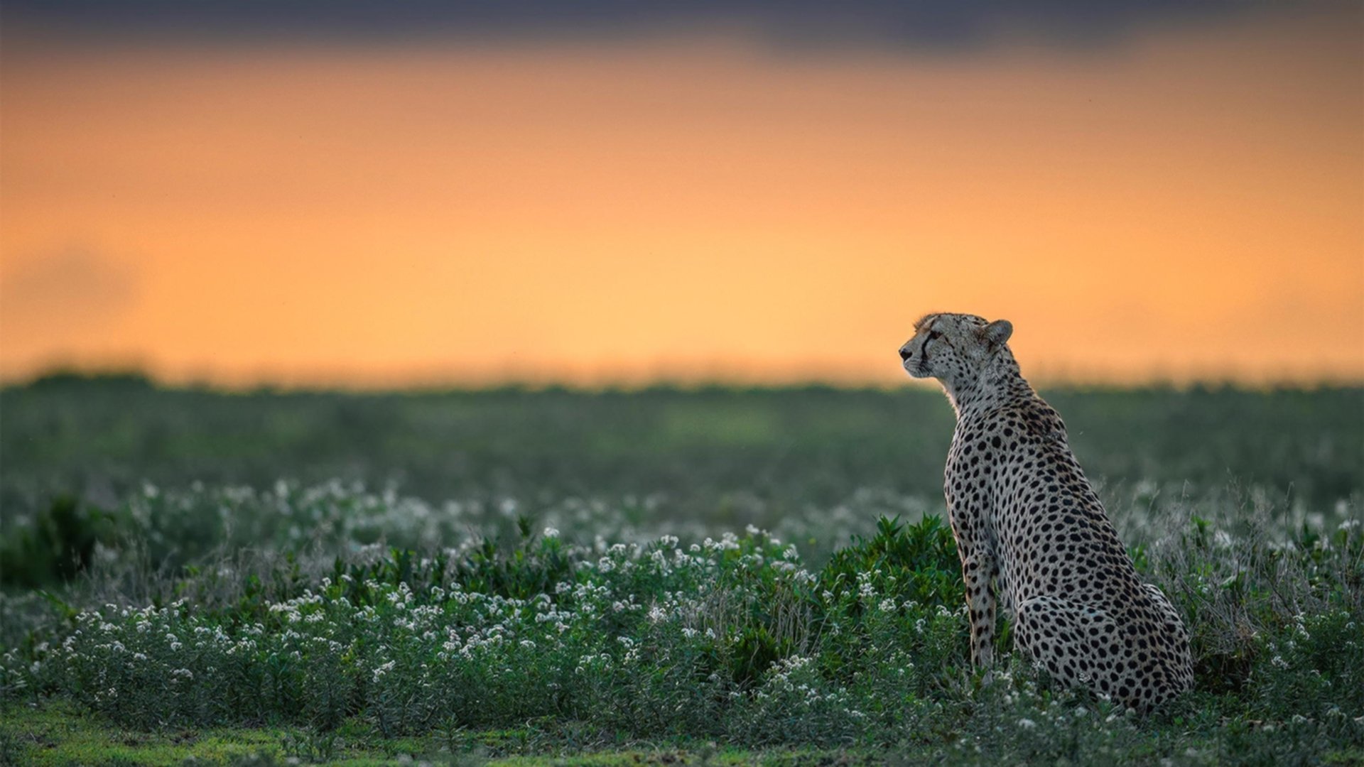 九游下载安装-北京鸭赛季目标明确全力冲击前列，北京鸭苗图片