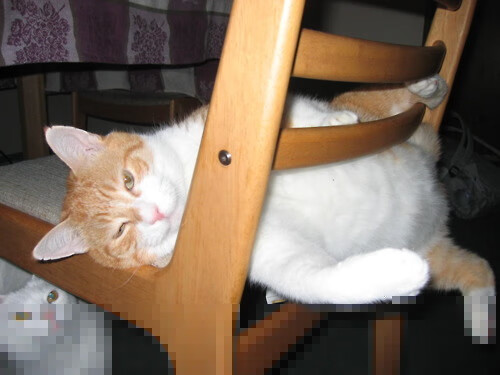 九游娱乐-外教与翻译配合质量影响教学效果，外教与翻译配合质量影响教学效果的因素