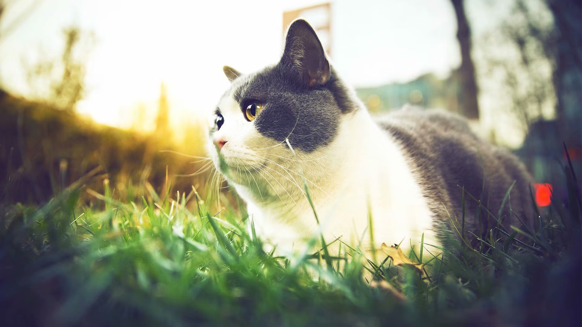 尼斯控球能力修炼提升比赛节奏把握,尼斯edhec