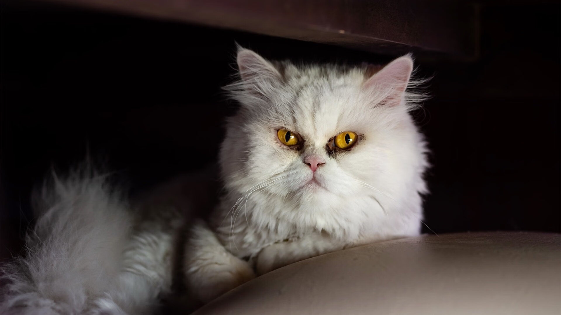 女子200蝶节奏演变图:中美路径各异,女子200米蝶泳比赛时间