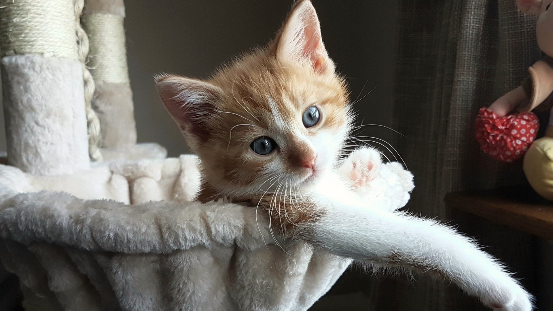 裁判员执法规范化水平稳步提升，裁判员执裁规范