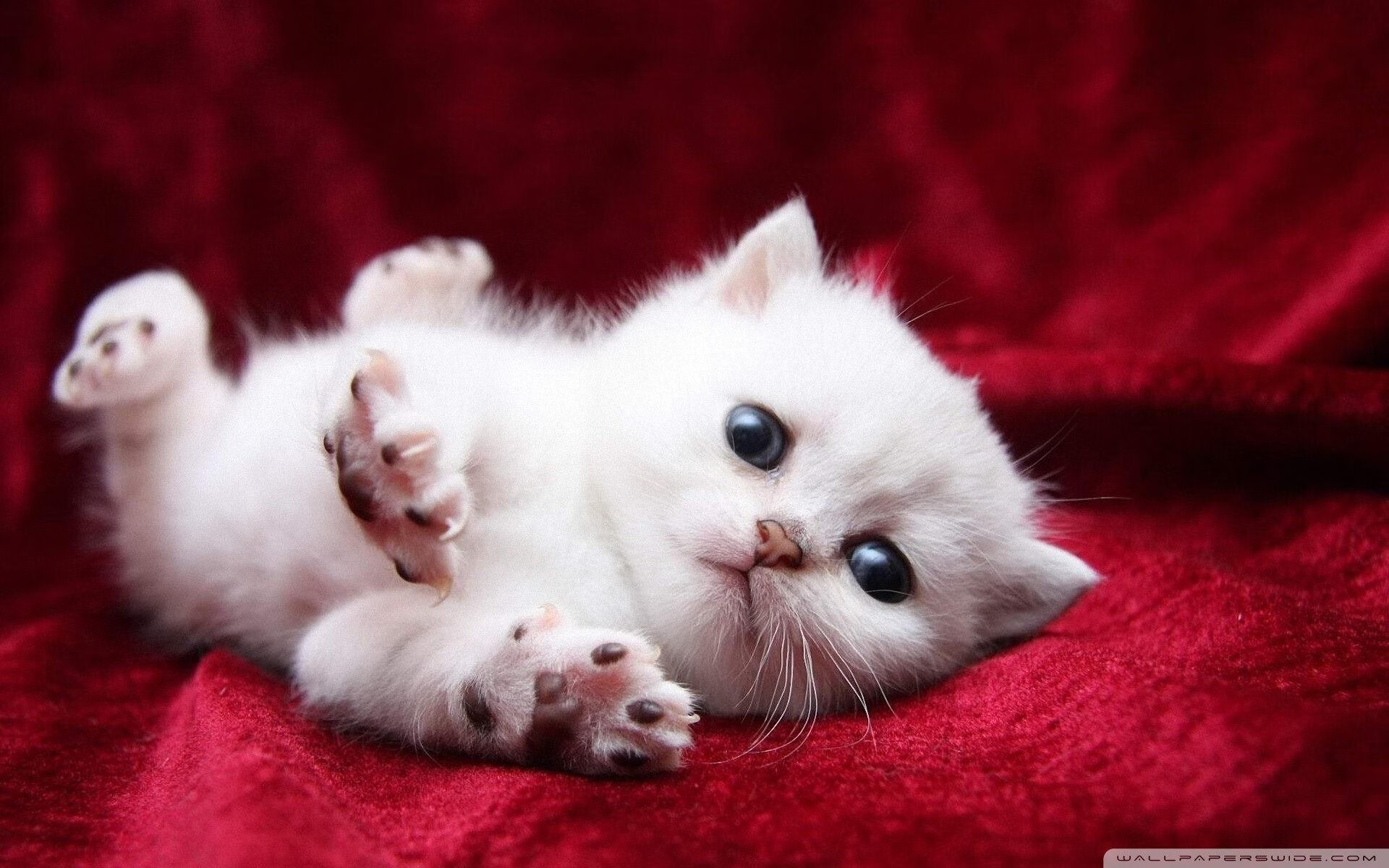 九游娱乐APP-公牛核心球员个人集锦登上热搜，公牛队核心