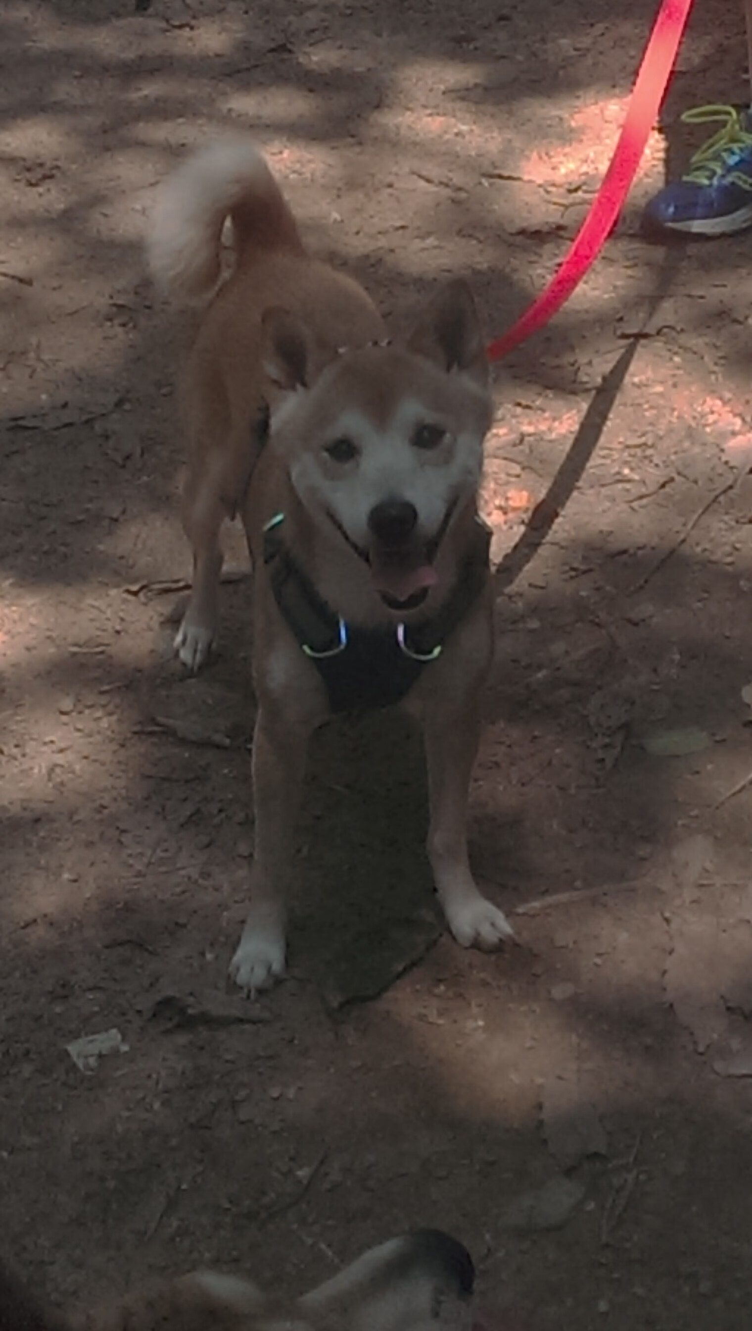 九游游戏中心-史密斯女子200米蝶泳决赛表现抢眼，女子200米蝶泳美国选手