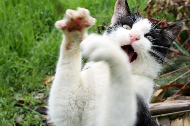 塞维利亚保持胜势，冲击欧洲赛场佳绩