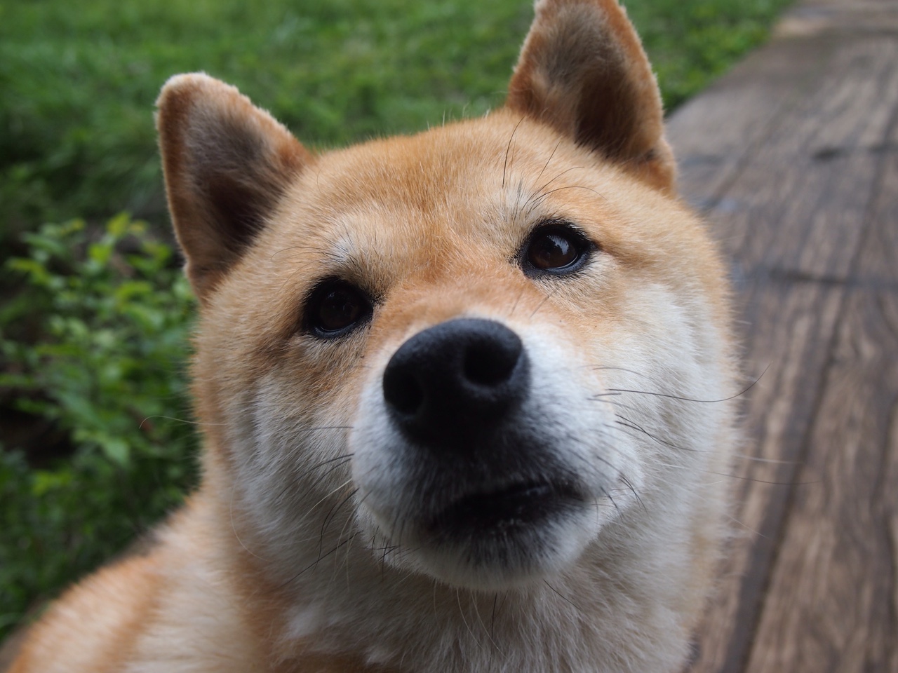 拉文攻防一体公牛伤病名单更新,拉文公牛合同