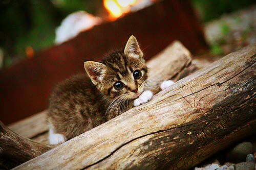 欧洲杯点球盛宴：心跳加速的战术较量，欧洲杯点球算不算输赢
