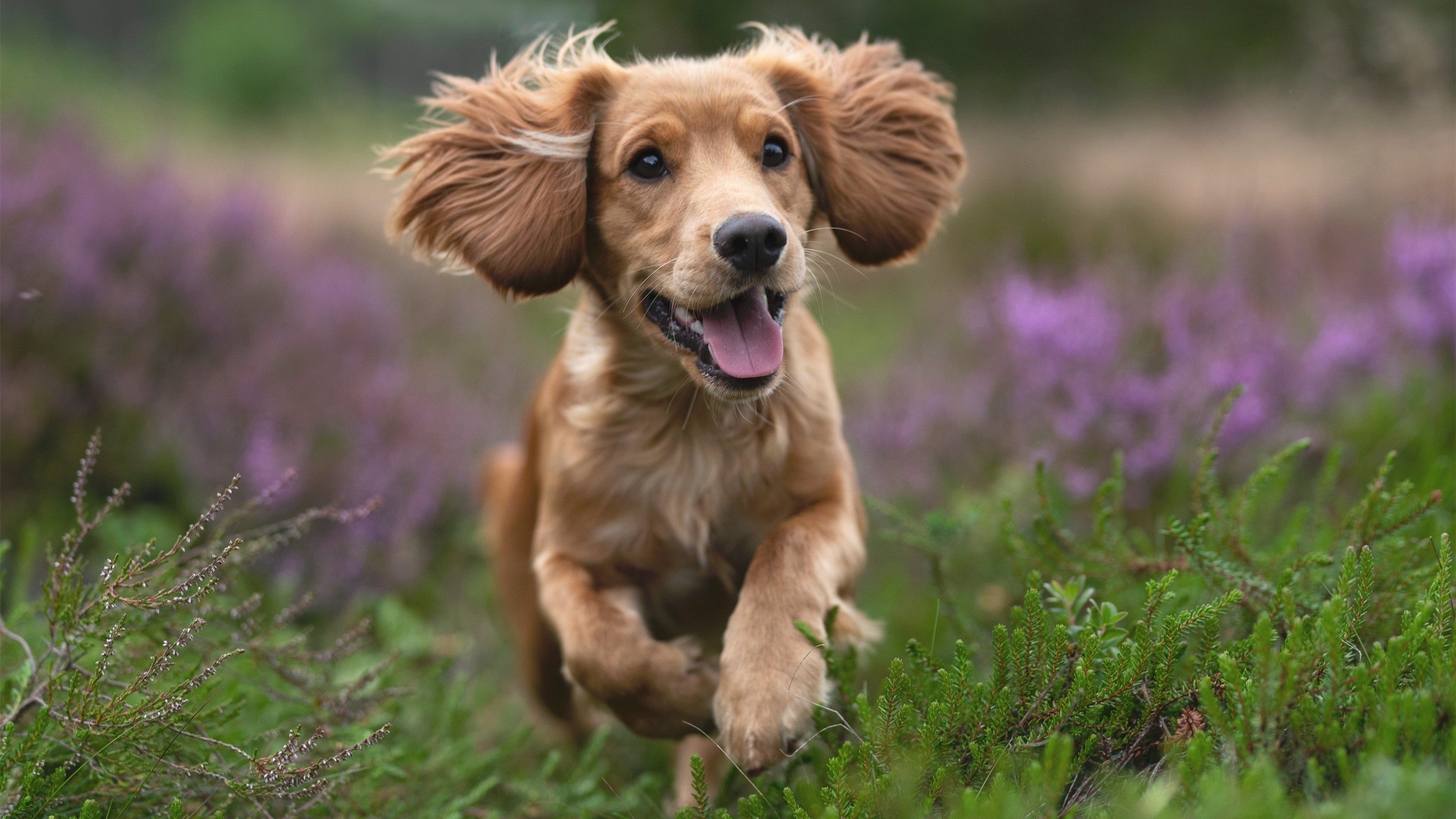 九游(jiuyou)官方网站-美国队冲刺阶段展现强大实力，美国队集锦